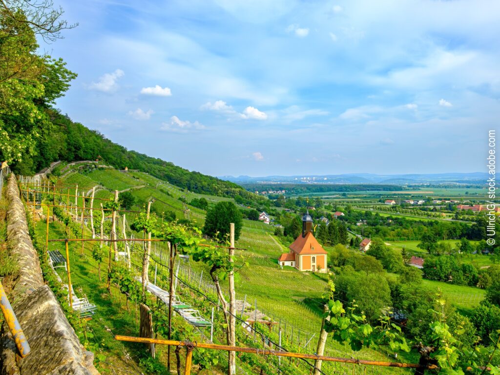 Walk & Talk in den Pillnitzer Weinbergen